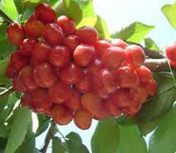 گیلاس پیش رس
