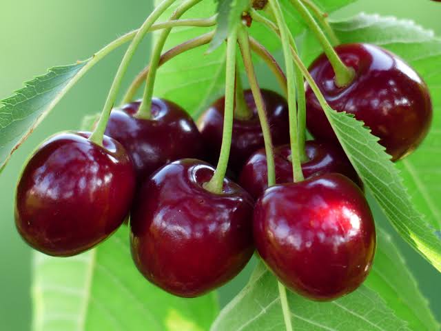 گیلاس پیش رس
